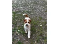 jack-russell-terier-small-1