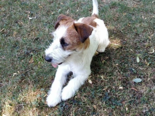 jack-russell-terier