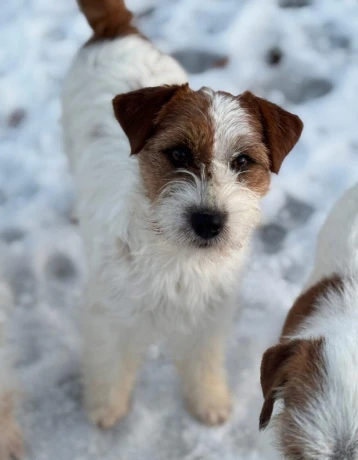 jack-russell-terier-big-3