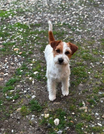 jack-russell-terier-big-2