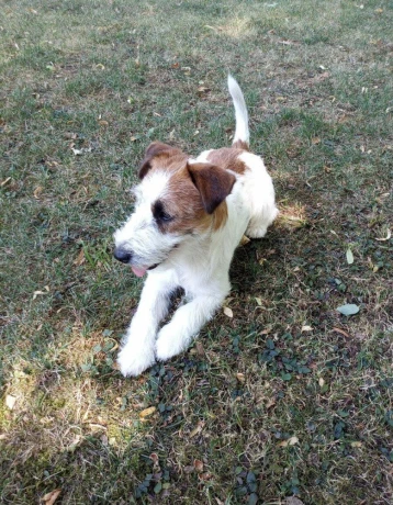 jack-russell-terier-big-0