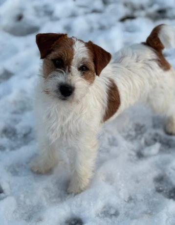 jack-russell-terier-big-4