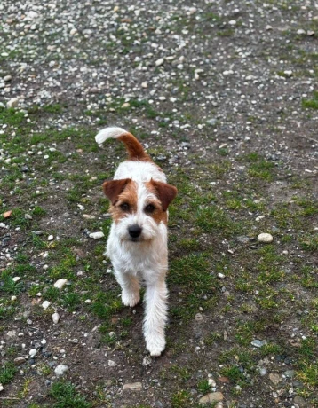 jack-russell-terier-big-1