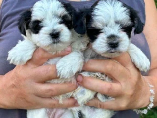 predam-yorkshire-terrier-mini