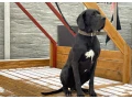 nemecka-doga-cierna-small-2
