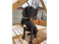 nemecka-doga-cierna-small-0