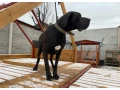 nemecka-doga-cierna-small-3