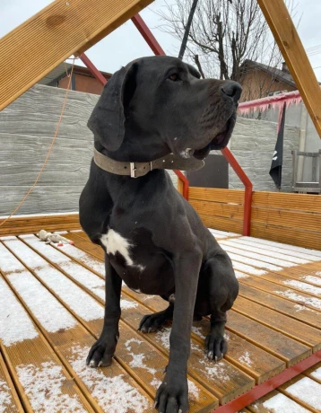 nemecka-doga-cierna-big-0