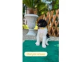 pudel-velky-kralovsky-viacfarebny-s-pp-small-1