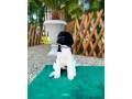 pudel-velky-kralovsky-viacfarebny-s-pp-small-0