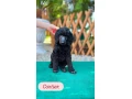 pudel-velky-kralovsky-viacfarebny-s-pp-small-3