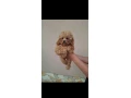 cavapoo-steniatka-small-1