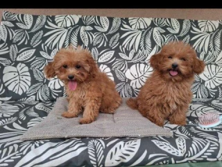 cavapoo-steniatka