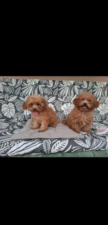 cavapoo-steniatka-big-0