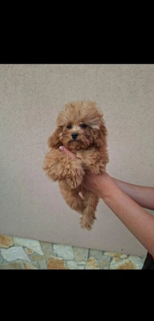 cavapoo-steniatka-big-1