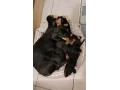 dachshund-welpen-small-2