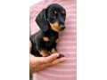 dachshund-welpen-small-1