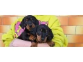 dachshund-welpen-small-0