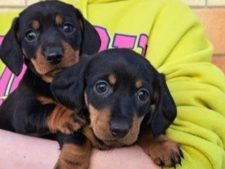 dachshund-welpen