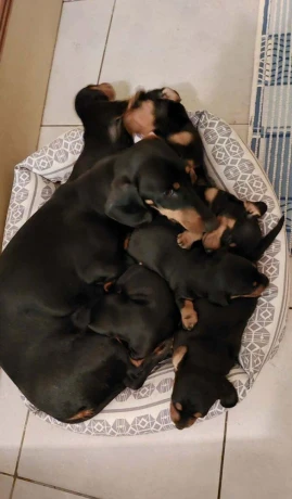 dachshund-welpen-big-2