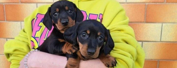 dachshund-welpen-big-0