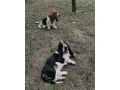 baset-basset-small-4