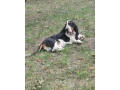 baset-basset-small-3