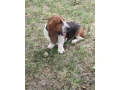 baset-basset-small-1