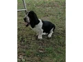 baset-basset-small-2