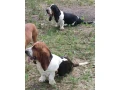 baset-basset-small-0