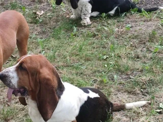 baset-basset