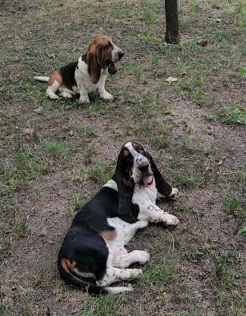 baset-basset-big-4