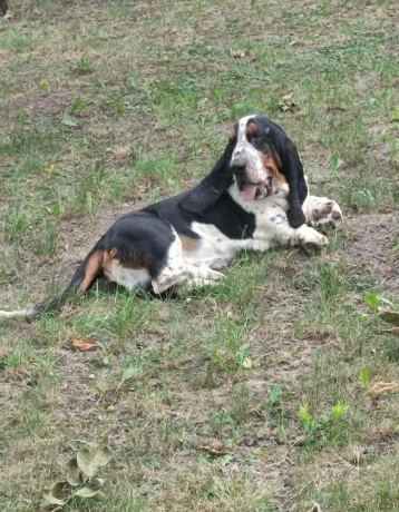 baset-basset-big-3