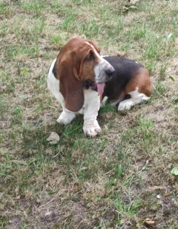 baset-basset-big-1