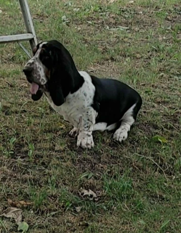 baset-basset-big-2