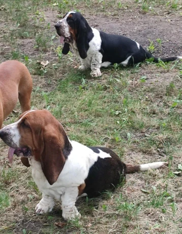baset-basset-big-0
