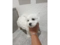 maltezak-small-0
