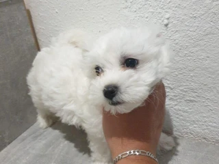 maltezak