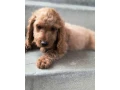 cockapoo-small-4