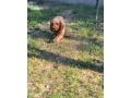 cockapoo-small-3
