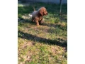 cockapoo-small-1