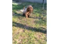 cockapoo-small-2