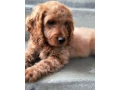 cockapoo-small-0