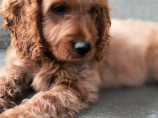 cockapoo