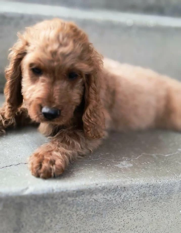 cockapoo-big-4