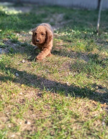 cockapoo-big-3