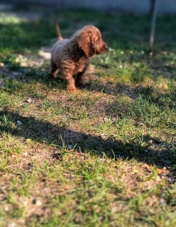 cockapoo-big-1