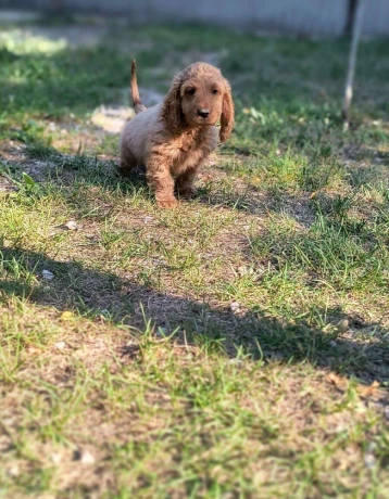 cockapoo-big-2