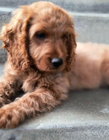 cockapoo-big-0