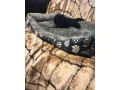 pudel-small-1